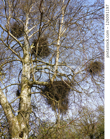 European mistletoe in nature, common mistletoe parasitizes on birch tree branches 126091197