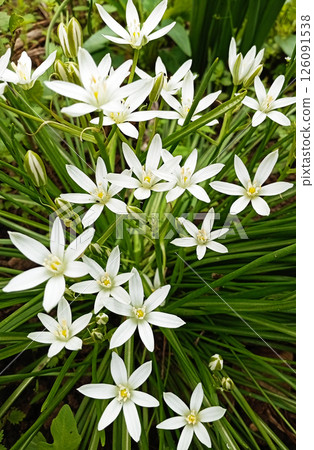 Ornithogalum umbellatum against the background of green grass Ornithogalum umbellatum against the background of green grass 126091538