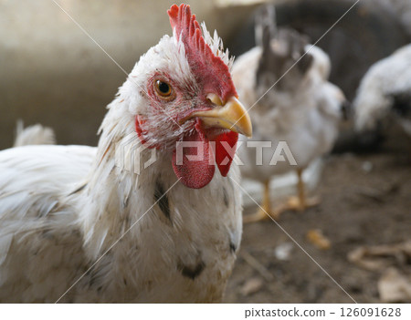 Young white cockerel in a free-range chicken coop on a rural farm. 126091628