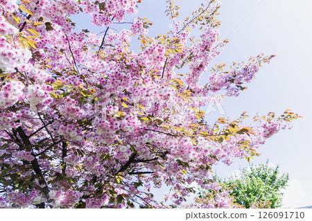 Part of a flowering tree with red pink flowers against blue sky 126091710