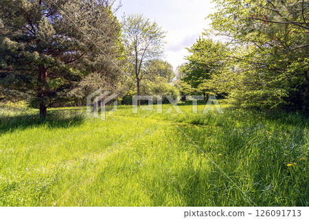 A large green meadow in a forest or park surrounded by trees A large green meadow in a forest or park surrounded by trees 126091713