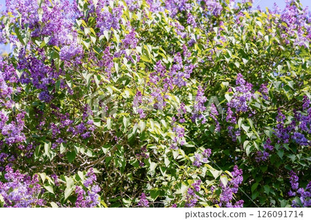 A large bush of blooming lilac in spring 126091714