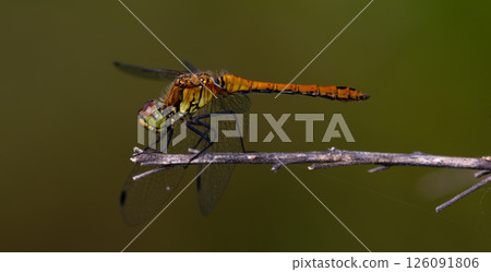 dragonfly Ruddy Darter, Sympetrum sanguineum, female sitting on a dry plant stem 126091806