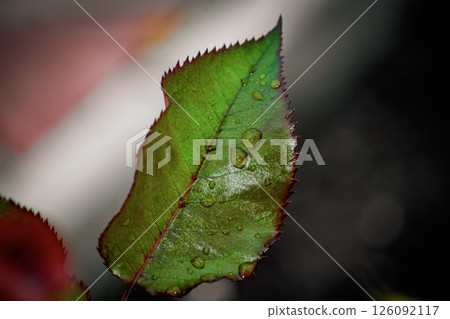 Green leaf with water drops 126092117
