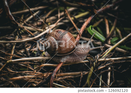 snail on a leaf 126092120