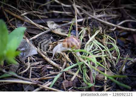 small snail on a leaf 126092121