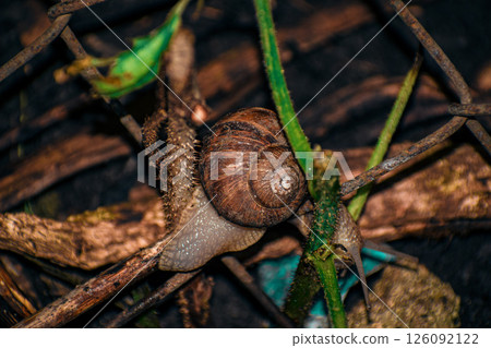 snail on a leaf snail on a leaf 126092122