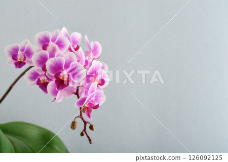 Purple orchid flowers on a light blue background 126092125