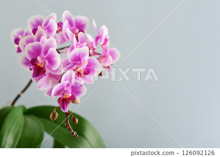 Purple orchid flowers on a light blue background 126092126