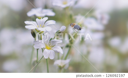 White wild flowers in the morning haze and a bee flying towards them White wild flowers in the morning haze and a bee flying towards them 126092197