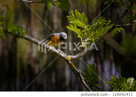 Common redstart, Phoenicurus phoenicurus. Common redstart, Phoenicurus phoenicurus. 126092411