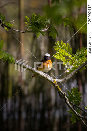 Common redstart, Phoenicurus phoenicurus. 126092412