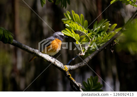 Common redstart, Phoenicurus phoenicurus. 126092413