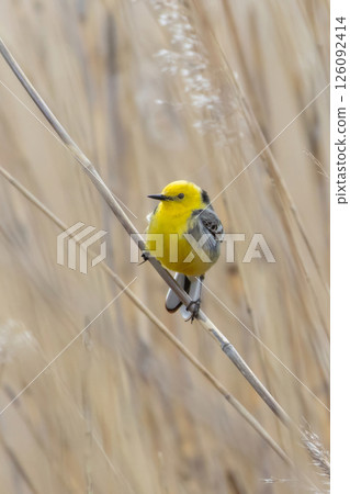 yellow bird on grass yellow bird on grass 126092414
