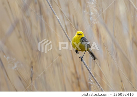 Citrine Wagtail Motacilla citreola 126092416