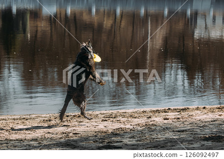 Alsatian Wolf Dog Or Black German Shepherd Dog Playing Outdoor With Flying Disc. Playful Pet Outdoors. Leisure Game For Pets. Happy Pets Concept. German Shepherd Dog Jumping Outdoor 126092497