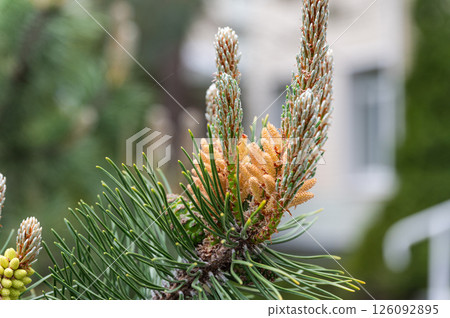 Close-up of pine branch with young cones and needles. Close-up of pine branch with young cones and needles. 126092895