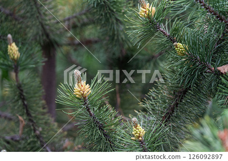 Young pine cones growing on green tree branches. 126092897