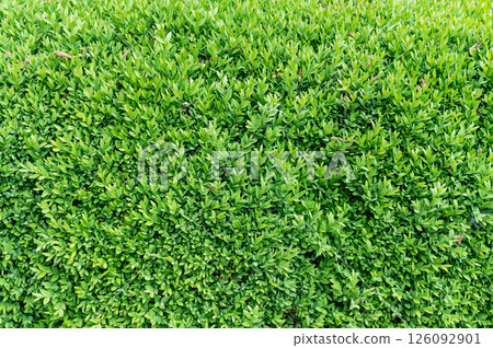 Close-up of dense green hedge leaves in daylight. Close-up of dense green hedge leaves in daylight. 126092901