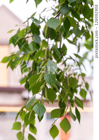 Close-up of birch tree leaves and catkins in city. Close-up of birch tree leaves and catkins in city. 126092908