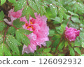 Rain-soaked pink peony Rain-soaked pink peony 126092932