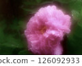 Soft focus pink peony Soft focus pink peony 126092933