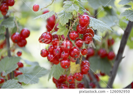 harvest of red currants on a bush branch. red ripe berries among green leaves harvest of red currants on a bush branch. red ripe berries among green leaves 126092950