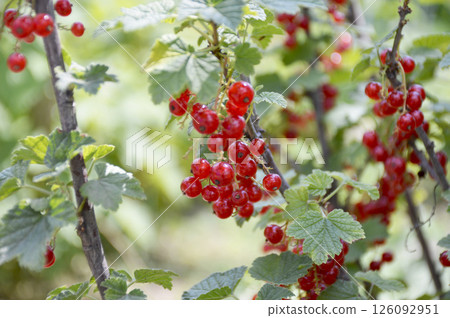 harvest of red currants on a bush branch. red ripe berries among green leaves harvest of red currants on a bush branch. red ripe berries among green leaves 126092951