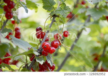harvest of red currants on a bush branch. red ripe berries among green leaves harvest of red currants on a bush branch. red ripe berries among green leaves 126092952