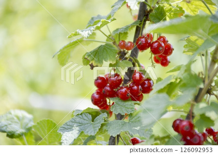 harvest of red currants on a bush branch. red ripe berries among green leaves harvest of red currants on a bush branch. red ripe berries among green leaves 126092953
