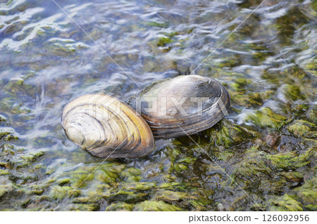closed shells with river mussels on the shore. seafood catch closed shells with river mussels on the shore. seafood catch 126092956