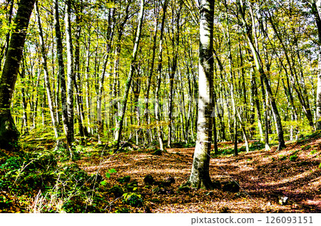 Autumn landscape in the forest of La Fageda de Grevolosa, Barcelona, Catalonia 126093151