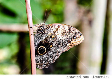 Owl butterfly (Caligo Memnon), lepidopteron 126093159
