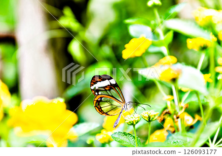 Glass or mirrored butterfly, transparent) (Greta Oto), lepidopteron 126093177