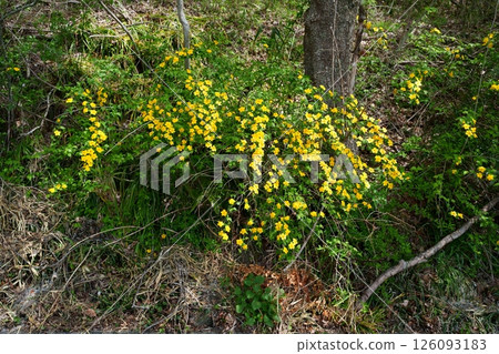Yamaboki花 Yamaboki花 126093183