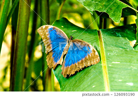 Beautiful Morpho Peleides (Blue Morpho) butterfly on green leaves Beautiful Morpho Peleides (Blue Morpho) butterfly on green leaves 126093190
