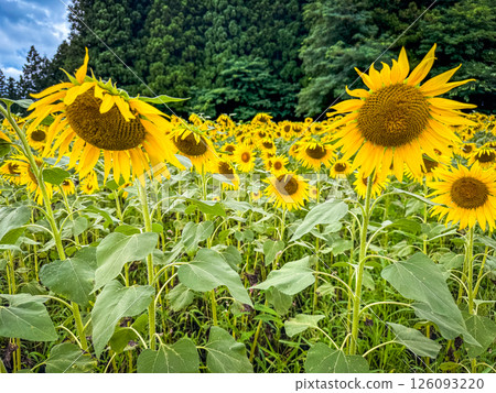 Inawashiro Herb Garden in Kawageta, Inawashiro, Yama District, Fukushima, Japan Inawashiro Herb Garden in Kawageta, Inawashiro, Yama District, Fukushima, Japan 126093220
