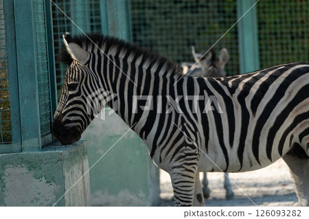 Zebra Enclosure Zoo Animal Stripes. A zebra stands near a green metal fence, its head resting on a concrete block. A second zebra is partially visible behind it. 126093282