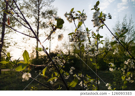 Blossoming flowers basking in evening sunlight near serene nature trails Blossoming flowers basking in evening sunlight near serene nature trails 126093383