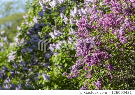 Beautiful blooming purple lilac flowers Beautiful blooming purple lilac flowers 126093421