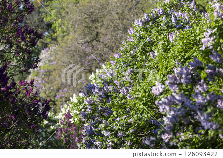 Beautiful blooming purple lilac flowers Beautiful blooming purple lilac flowers 126093422