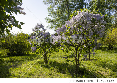 Beautiful blooming light purple lilac flowers 126093436