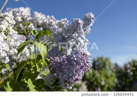 Beautiful blooming light purple lilac flowers 126093441