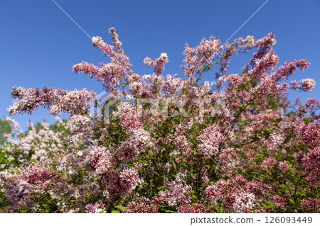 Beautiful blooming pink lilac flowers Beautiful blooming pink lilac flowers 126093449