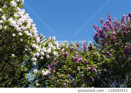Beautiful blooming purple lilac flowers Beautiful blooming purple lilac flowers 126093451