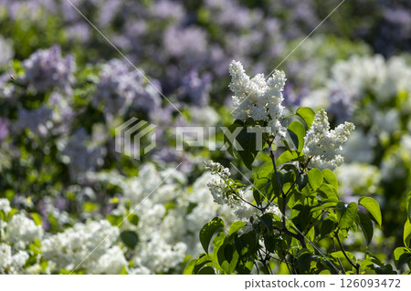 Beautiful blooming purple lilac flowers 126093472