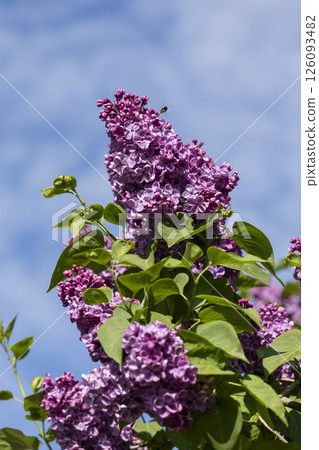 Beautiful blooming purple lilac flowers 126093482