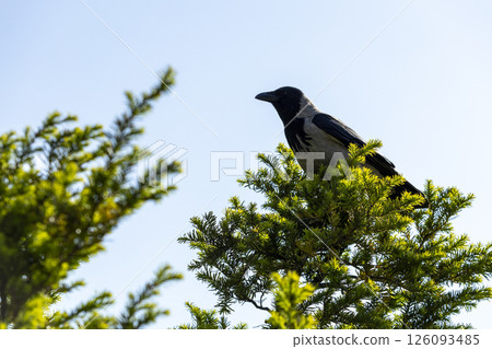 A crow sits on the top of a coniferous tree on a clear summer day 126093485