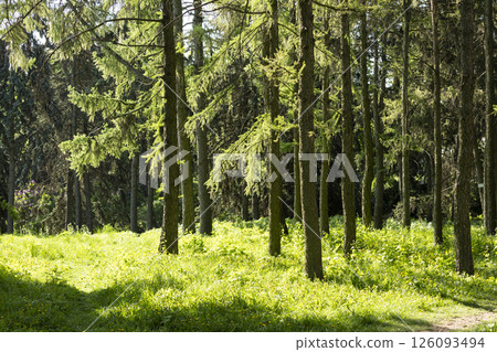 The bright sun is beautifully shining through the lush trees in the forest The bright sun is beautifully shining through the lush trees in the forest 126093494