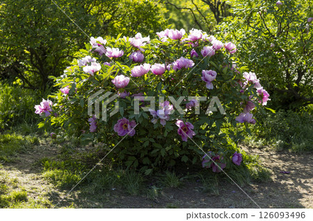 Pink blooming tree peony flowers 126093496